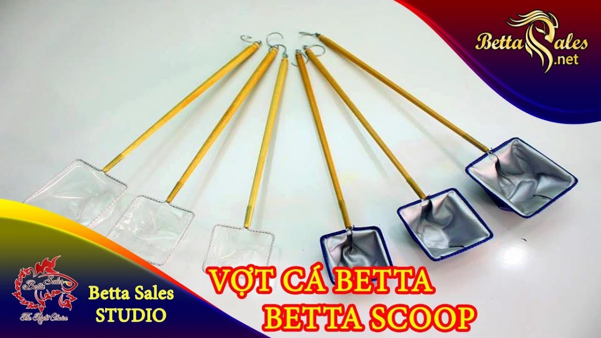 Vợt Cá Betta – Betta Scoop – BettaSales.net