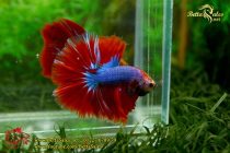 img_9016-copy img_9016-copy