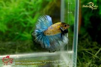 img_9020-copy img_9020-copy