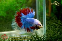 img_9051-copy img_9051-copy