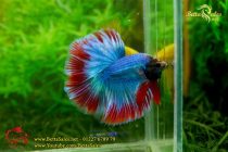 img_9092-copy img_9092-copy