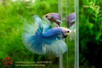 img_9107-copy img_9107-copy