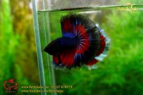 img_9125-copy img_9125-copy