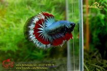 img_9139-copy img_9139-copy