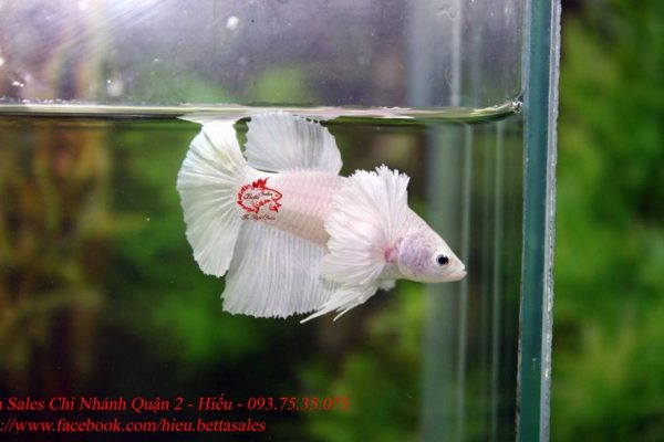 17191409_285289028575319_2958525825822685542_n