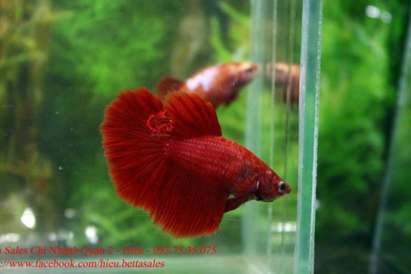 17201122_285288971908658_2370799973263895159_n