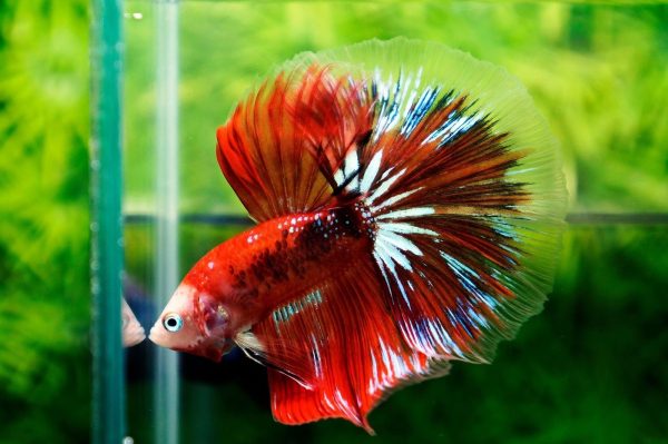 1b43557498f812c8e93638aabd03f232