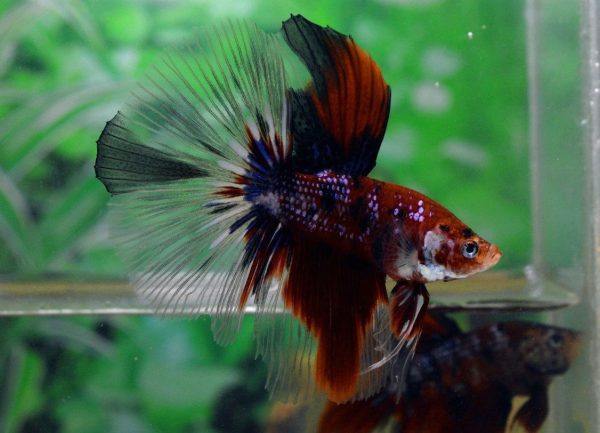 4aa70a6d198bb52bdefae271eef48759