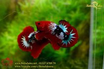 img_0366-copy img_0366-copy