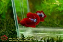 img_0500-copy img_0500-copy