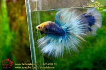 img_0534-copy img_0534-copy