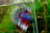 img_0561-copy img_0561-copy