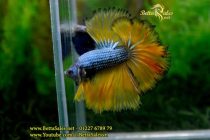 img_0597-copy img_0597-copy