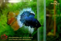 img_0621-copy img_0621-copy