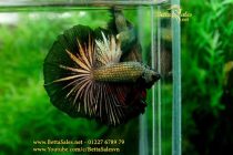 img_0649-copy img_0649-copy