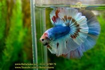 img_0664-copy img_0664-copy