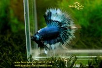 img_0696-copy img_0696-copy