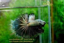 img_0706-copy img_0706-copy