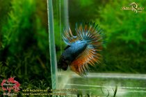 41606979_1043286205851844_4142559561162686464_n