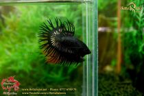 41611829_1043285159185282_7027374787626270720_n