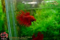 41637560_1043286575851807_2273948530533990400_n