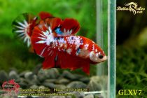 glxv7