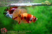 46486275_1082260675287730_3680517184301301760_n 46486275_1082260675287730_3680517184301301760_n