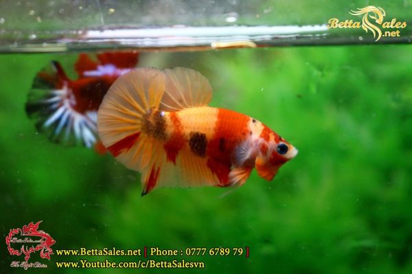 46486275_1082260675287730_3680517184301301760_n