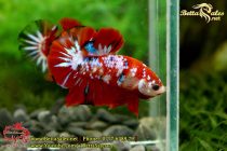 46517406_1084233348423796_997696752259694592_n 46517406_1084233348423796_997696752259694592_n