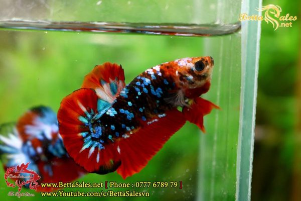 46525433_1082306175283180_5120374699355799552_n