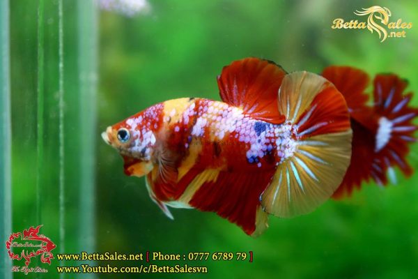 46800999_1084222651758199_8731845572794777600_n