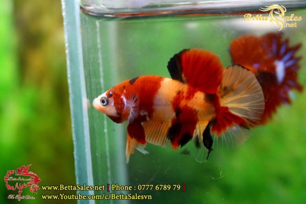 46955908_1085397174974080_2412896284542238720_n