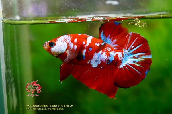 48374704_1099140016933129_980975637122514944_n