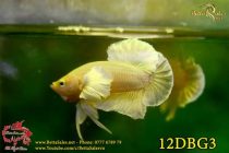 img_4267-copy img_4267-copy