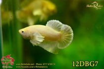 img_4305-copy img_4305-copy