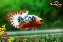 img_4335-copy img_4335-copy