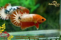 img_4347-copy img_4347-copy