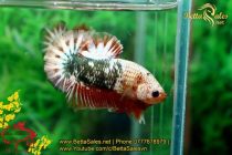 img_4388-copy img_4388-copy