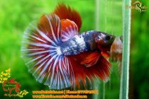 img_4669-copy img_4669-copy