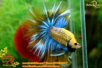 img_4710-copy img_4710-copy