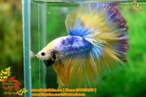 img_4739-copy img_4739-copy