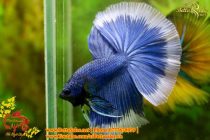 img_4769-copy img_4769-copy