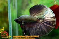 img_4781-copy img_4781-copy