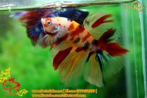 img_4845-copy img_4845-copy