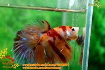 img_4860-copy img_4860-copy