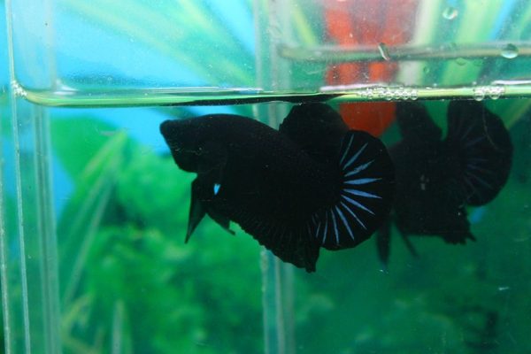 12241525_504712373042566_6311818497947488989_n