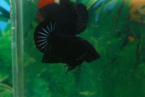 12249607_504712346375902_2082588378098987166_n