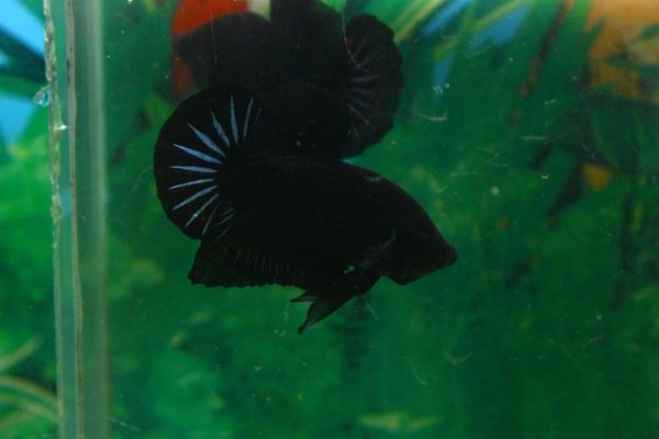 12249607_504712346375902_2082588378098987166_n