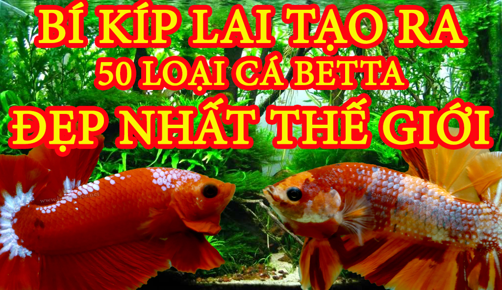 BÍ KÍP LAI TẠO 50 LOẠI BETTA ĐẸP NHẤT THẾ GIỚI | HOW TO CREATE 50 WORLD BEST BETTA TYPES. 0777678979