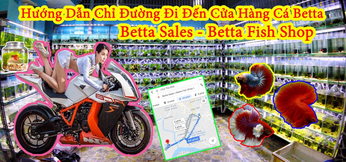 Hướng Dẫn Chỉ Đường Đi Đến Cửa Hàng Cá Betta Sales – Betta Fish Shop | 0777678979 | BettaSales.net